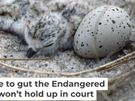 Piping plovers lay their eggs on the ground. They became an endangered species as development encroached on their habitat and made it harder for their chicks to survive. Under the Same Moon/Flickr, CC BY